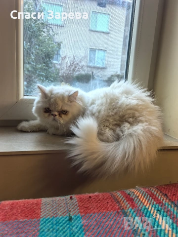 продавам персийско коте женско, снимка 2 - Други - 54196854