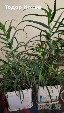 Живо алое вера за лечебна напитка – големи и малки растения