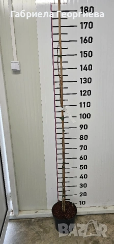 Албиция "Шоко", снимка 3 - Градински цветя и растения - 53891441