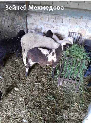 Продавам агнета и женски ярета , снимка 1