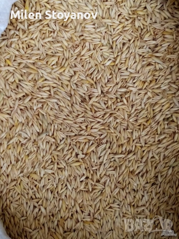 Овес на цена от 0.40 лв на кг в чували по 25 кг и пшеница на 0.50 лв на кг. в чували от 40кг., снимка 2 - Други - 51999892