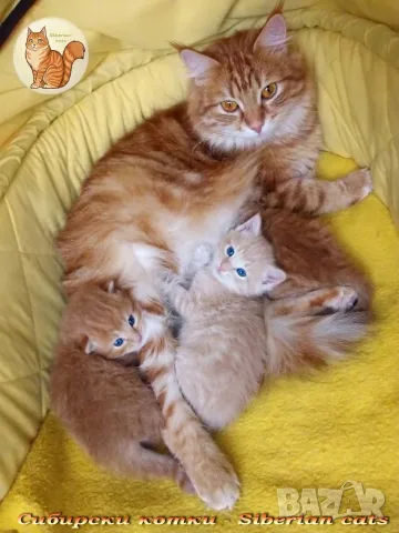Сибирче, сибирска котка, сибирски котенца, сибирско коте, хипоалергично, синьо момиче, снимка 8 - Сибирски - 56163725