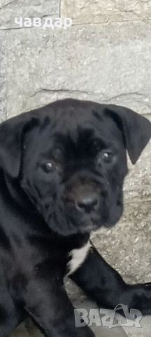 малки Кане Корсо , снимка 4 - Кане корсо - 52974140