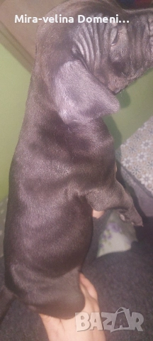 Мъжко питбулче на 45 дена, снимка 3 - Питбул - 52998594