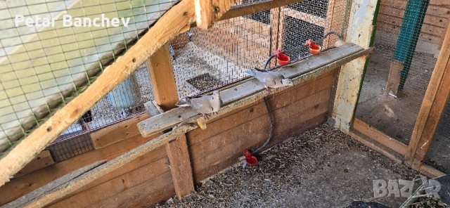 неразделки корели скумруци , снимка 4 - Папагали - 51834310