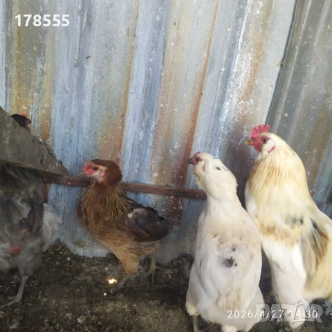 Пиленца Араукана сини и зелени яйца !!!, снимка 6 - Кокошки и пуйки - 54308916