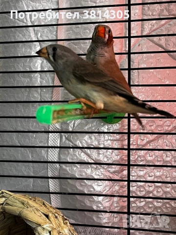 Зеброви амадини/ финки, снимка 5 - Амадини - 54195404
