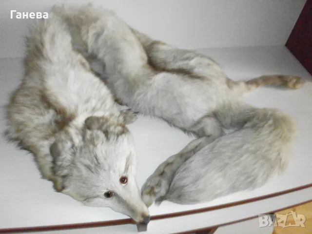 Продавам яка от бяла лисица