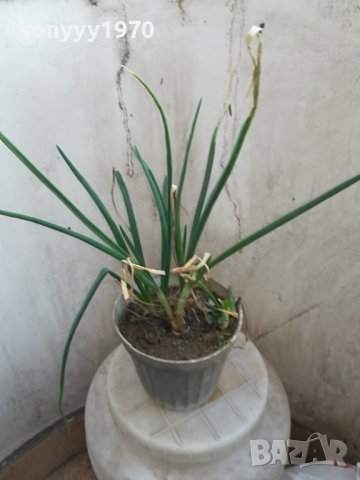 ЛУК ЗАСАДЕН В САКСИЯ 1602241334, снимка 10 - Градински цветя и растения - 44322662