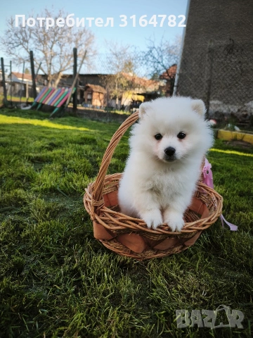 Померан Померанчета , снимка 2 - Померан - 54142077