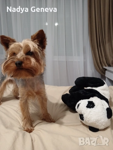 Търсим си партньорка, снимка 2 - Йоркширски териер - 54193142