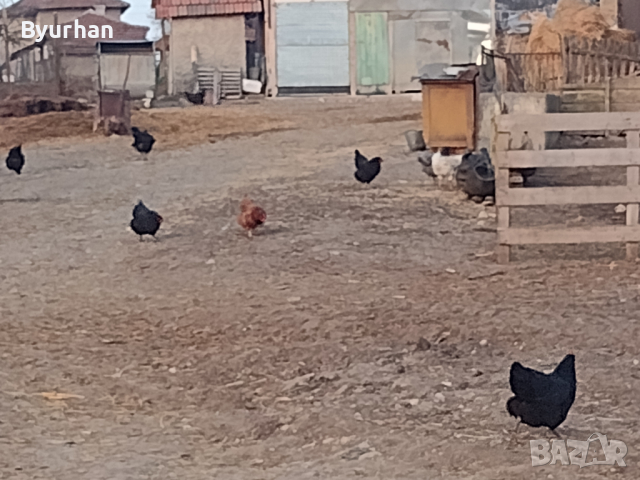 Домашни кокошки, снимка 4 - Кокошки и пуйки - 44620525