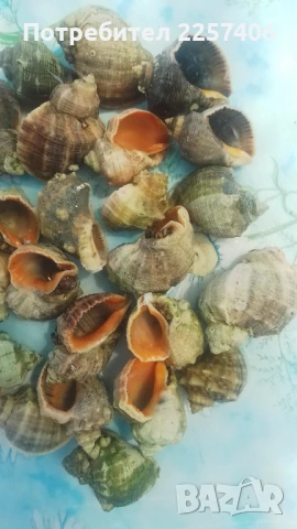 Рапани , снимка 2 - Декорация за дома - 51026365