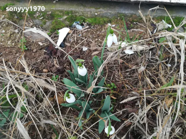ГРЪМ ОТ КОКИЧЕТА-ЛОТ В САКСИЯ С ЛУКОВИЦИ И ПОЧВА 0402251648, снимка 13 - Градински цветя и растения - 48965524
