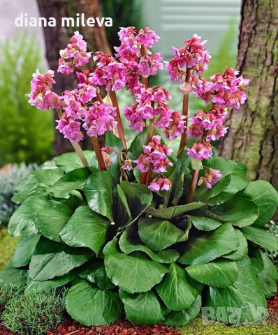 Бергения, Градинска Бегония, студоустойчива!!!, снимка 1