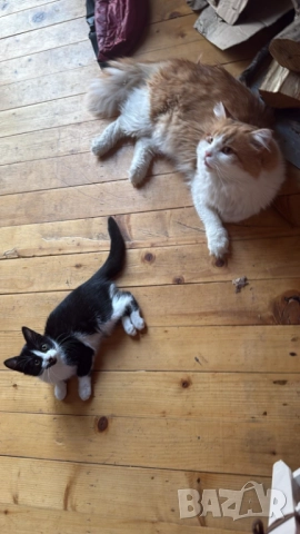 Домашни Полу-Ангорски Котенца + Доставка 60лв, снимка 2 - Ангорски - 40695376