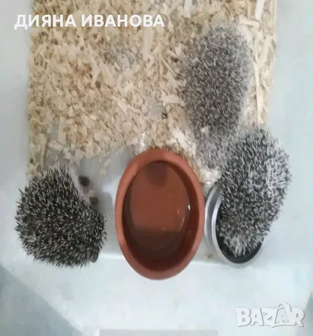 Декоративни мини таралежи , снимка 3 - Други - 56407264