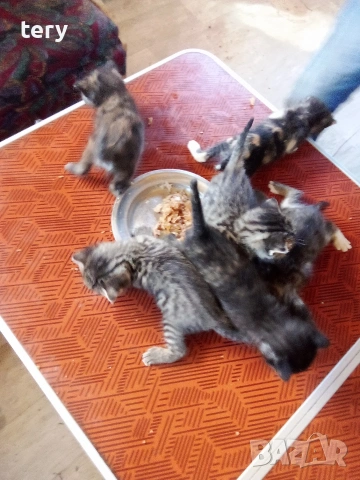 Продавам полуперсичета бебета Варна , снимка 5 - Персийска - 54361246