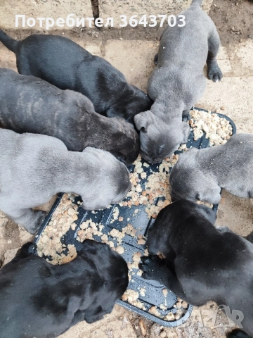 Кане Корсо бебета , снимка 1