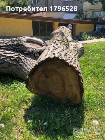 Орех дърво за материал-нарязан, снимка 1