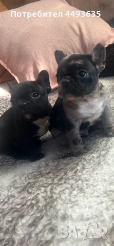 Френски булдог, снимка 2 - Френски булдог - 52665830