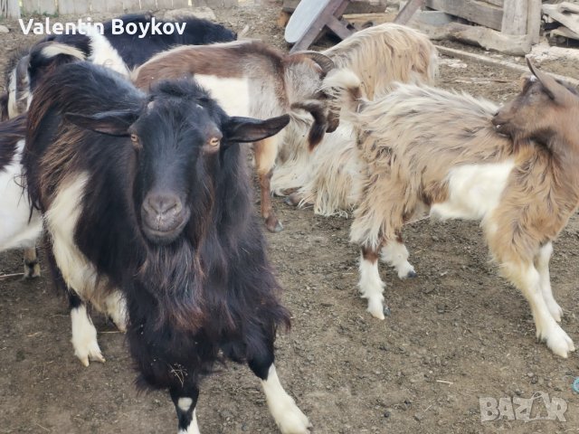 Продавам пърчове и кози, снимка 2 - Кози - 42310131