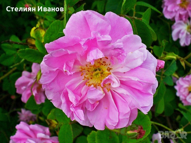 Маслодайна роза, казанлъшка роза, дамаскова роза, роза дамасцена (Rosa × damascena), снимка 3 - Градински цветя и растения - 54130805