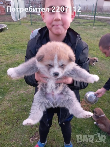 Акита ину, снимка 7 - Акита ину - 52964150