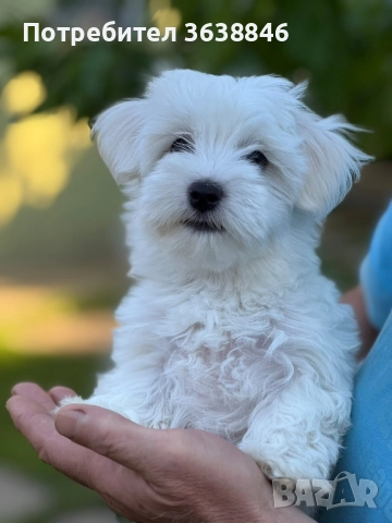 Мини малтийски болонки, снимка 5 - Болонка - 51562885