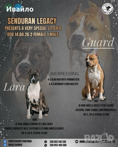 Американски Стафордширски Териер