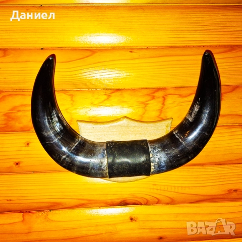 Декорация от рога на воден бивол, снимка 2 - Декорация за дома - 52028966