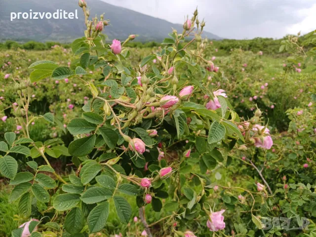 Търся розоберачи, снимка 1