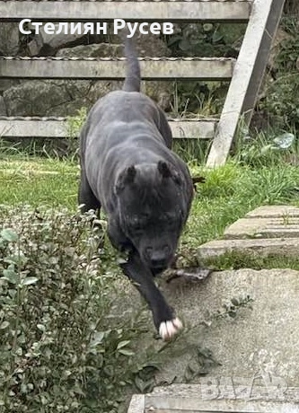 BULLY XL були + стафордширски териер - кучета реално според мен прилича на питбул -женско куче роден, снимка 2 - Американски стафордширски териер - 52037948