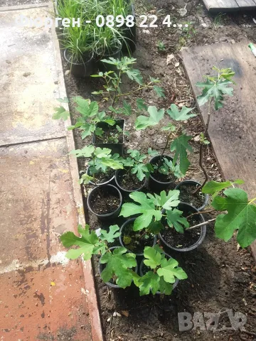 Смокиня „Брунсуик“ (Ficus carica ‘Brunswick’), снимка 6 - Разсади - 52356564