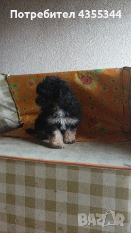 мини пудел , снимка 4 - Пудели - 54065627