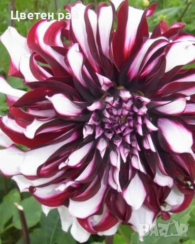 Грудки на няколко цвята далии , снимка 3 - Градински цветя и растения - 52506160