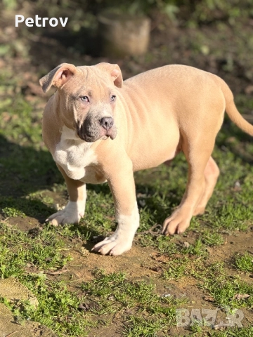 Американско були, снимка 3 - Питбул - 51911928