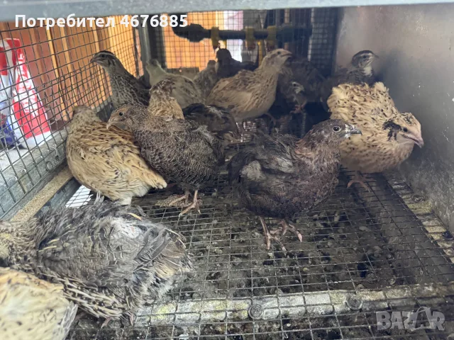 пъдпъдъци с клетка, снимка 3 - други­ - 55789703