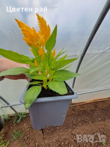 Два вида пламъче, няколко цвята 