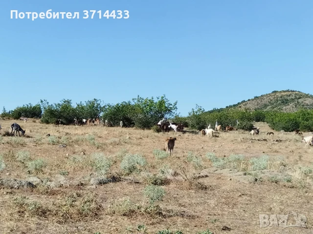 Продавам кози, снимка 4 - Кози - 50921088