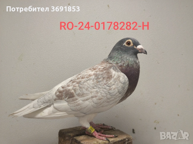 Цветни пощи, снимка 2 - Гълъби - 52336823