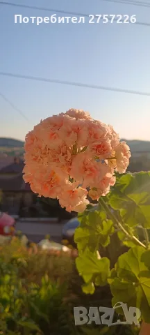 Невкоренени резници от сортови мушката, снимка 14 - Стайни растения - 56071001
