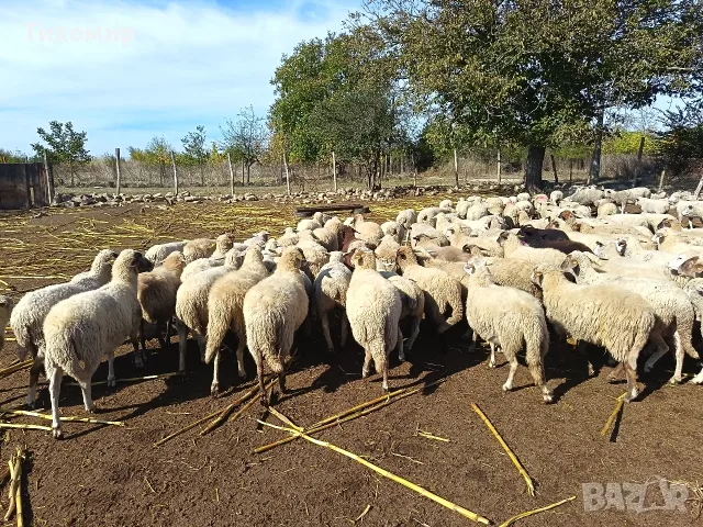 продавам 12 овце по избор