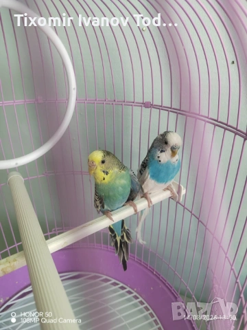 Папагали двойка, снимка 3 - Папагали - 53908594