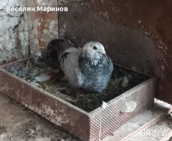 продавам  варненски  жьлти  6уменски2 модела  по6и спортни и стандарти и американци, снимка 18 - Гълъби - 51659125