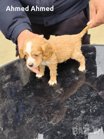 Кокер шпаньол , снимка 3 - Кокер шпаньол - 54116153