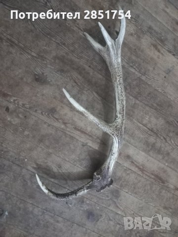 Рог от  елен , снимка 5 - Колекции - 42600581