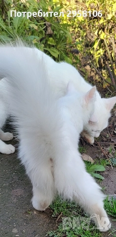 котенца бели,4 мес, снимка 3 - Британска късокосместа - 50837290