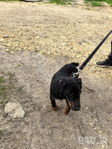 Мъжки Яктериер , снимка 4 - Ягдтериер - 54206740