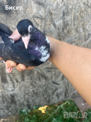 Търговишки гълъби, снимка 6 - Гълъби - 51387757